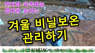 한지형육쪽마늘 겨울철 동해 방지를 위한 보온관리 해주기