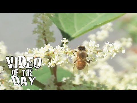 NORCAM's Video of the Day - Bees! (12/18/13)