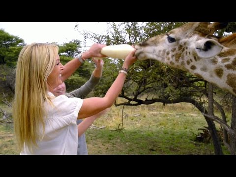 Sötchock när Linda Lindorff matar en giraffunge
