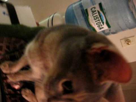 Indie and Mansi Close Ups.avi