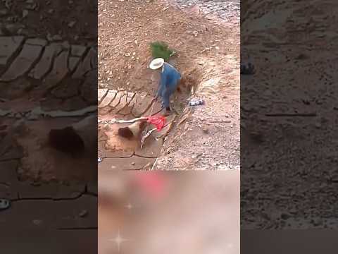 A Lifeline in the Mud. #dogrescue #doglove #straydogs