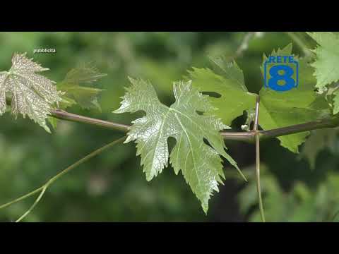 Fattoria Giuseppe Savini - Spot Rete 8