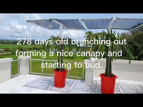 TIME LAPSE dragon fruit cuttings to harvest in 5 minutes!