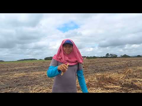 So bicuceiro do limoeiro de Anadia catando resto de cana nos canavial de Alagoas 2025