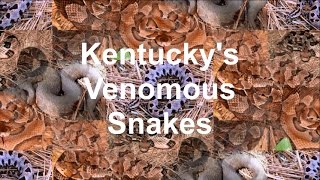 Kentucky's Venomous Snakes