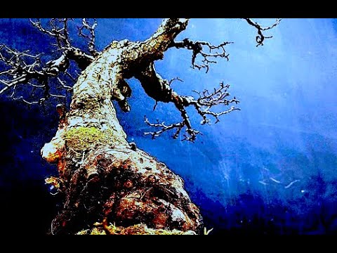 Ulmus Minor Stage1 How to Make Bonsai