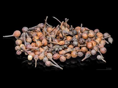 Piper borbonense | Wikipedia audio article