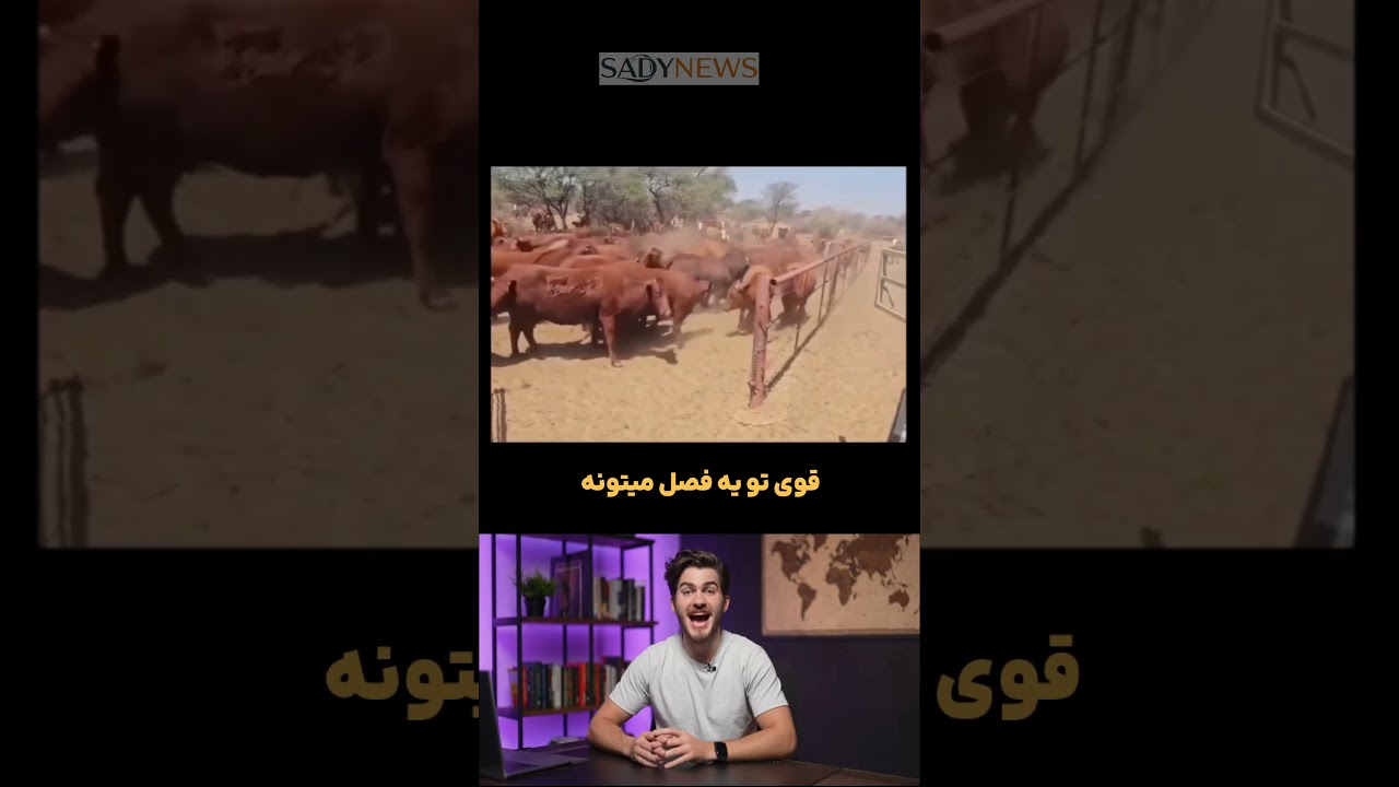 گاو نری که ۴۰ گاو رو همزمان بارور می‌کنه!،😱