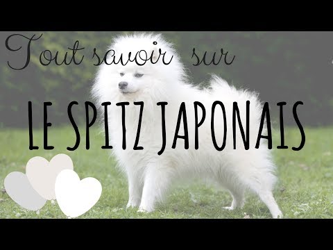 download lagu mp3 mp4 Spitz Japonais, download lagu Spitz Japonais gratis, unduh video klip Spitz Japonais