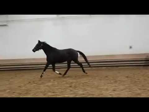 Wallach des Insterburg TSF X Guy Laroche *2014