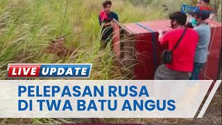 Rusa Timorensis Dilepasliarkan di Taman Wisata Alam Batu Angus Bitung, 6 Betina dan Empat Jantan
