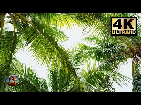 Calming Island Palm Trees for 8 Hours | 4K 🌴