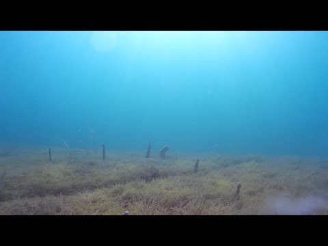 Tauchen im Attersee - Tauchspot Surfplatz