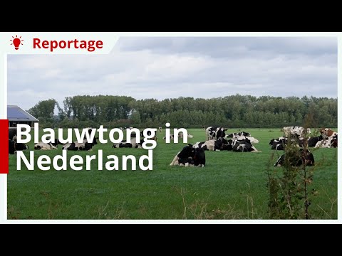 , title : 'Blauwtong in Nederland: hoe moet je ermee omgaan?'