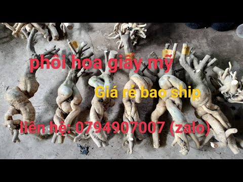 Giao lưu phôi hoa giấy mỹ.... sỉ-lẻ giá rẻ bao ship. liên hệ: 0794907007(zalo hương)