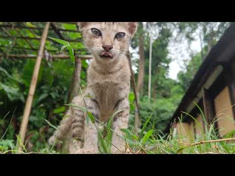 Cat Loves to Eat Grass