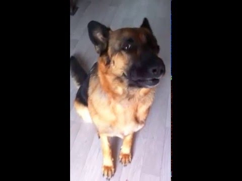 🔊 Chien qui aboie vraiment TRES FORT !! 🔊 Berger Allemand, aboiement de chien aigu [FRISKA]
