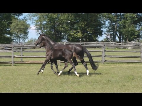 Kilimanjaro ISF at Iron Spring Farm - SOLD!