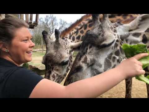Home Safari - Giraffe - Cincinnati Zoo