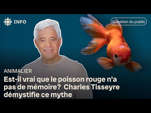 La mémoire des poissons rouges – Dandanjean