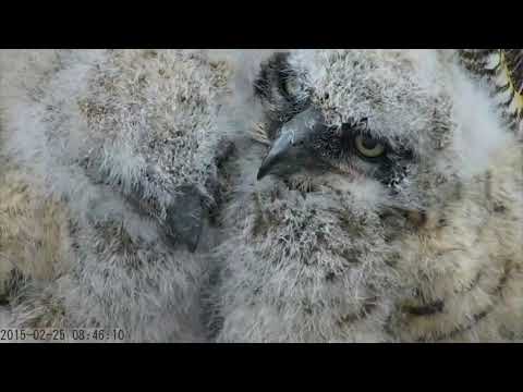 Savannah Great Horned Owl Nestlings at 3 Weeks  February 25, 2015