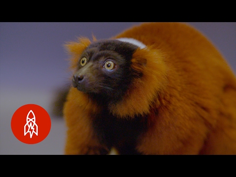The Red Ruffed Lemur and Its Shrinking World