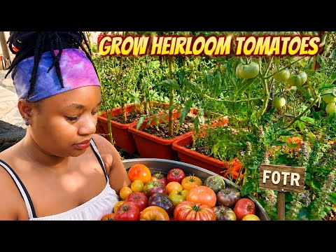 Cultivate Thousands of Heirloom Tomatoes at No Cost!