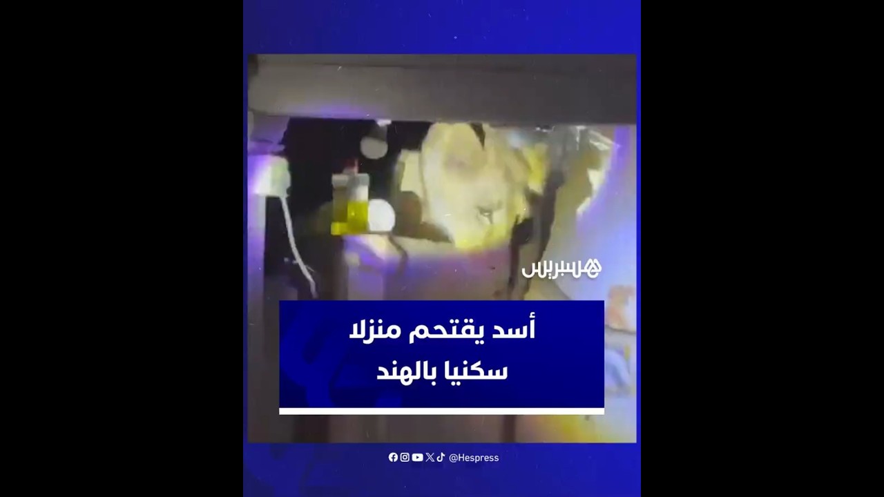 أسد يقتحم منزلا سكنيا في قرية كوفايا التابعة لمدينة راجولا الهندية thumbnail