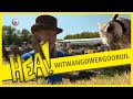 Witwangdwergooruil | HEA!