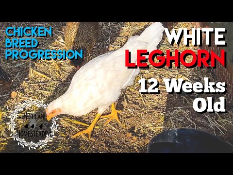 White Leghorn — progrese chick to adult 12 weeks