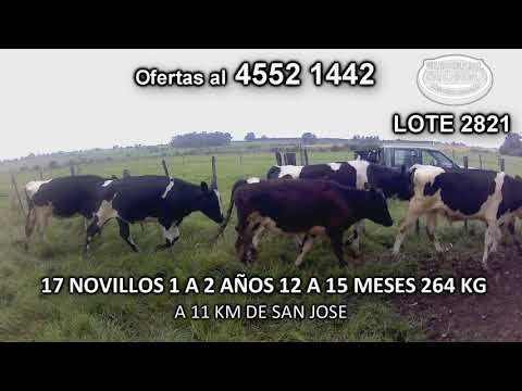Lote 17 Novillos 1 a 2 años 16 HO- 1 HO c/ NO 264 Kgkg -  en Cañada Grande- A 11 Km de San José