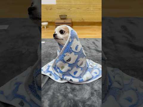 Siren Head Funk✋😱#yodajjeom