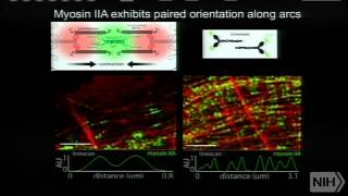 Navigating the Cellular Landscape with New Optical Probes