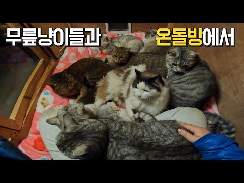 따뜻한 온돌방 안에서 아홉마리의 고양이들에게 둘러싸여 행복한 산골짜기 집사