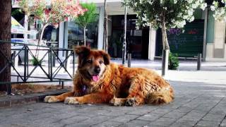 "Dogs of Democracy" - trailer