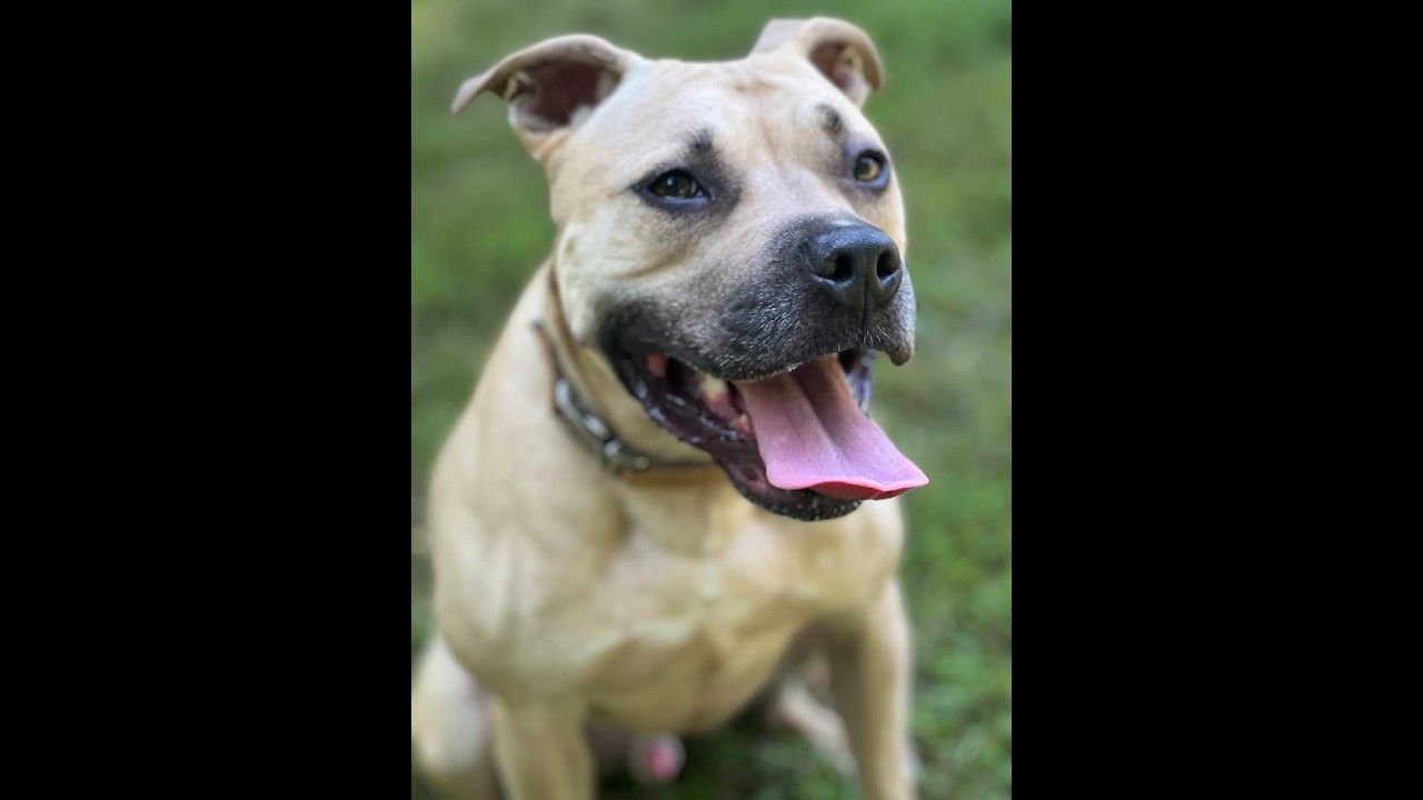 Enlarge Hiro, a Adoptable American Staffordshire Terrier in Cranford, NJ video 5/5