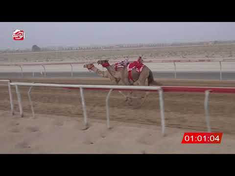  ش 8 (شاهين) لـ سالم حمد بن دري الفلاحي 3:01 ، شارة الصندوق 2026/08/24 فطامين سويحان