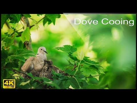 🕊️ 4K Eurasian Collared Dove Call , Birdwatching Coo Call Bird Sounds (4 hours)  Dove Cooing