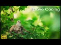 🕊️ 4K Morning Dove Cooing, Birdwatching Coo Call Bird Sounds (4 hours)