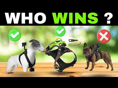 ✅ Best Dog Harness for Action Cameras [2026] 🐶  GoPro & Camera Mounts Review
