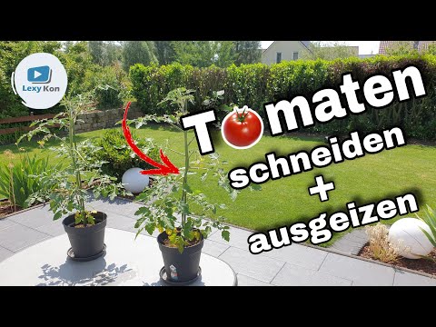 , title : 'Tomaten RICHTIG schneiden und ausgeizen -  SO WIRD'S GEMACHT !'