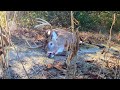 Big Buck Down and Buckshot Flying | NC Deer Dog Hunt Thanksgiving Weekend