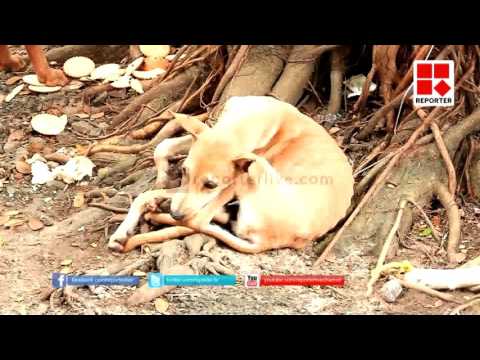 High court order about stray dog