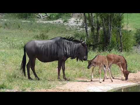 Djuma: Wildebeest herd - 10:05 - 12/31/19