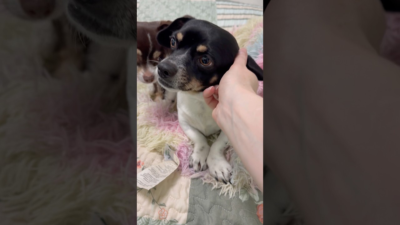 Enlarge Gordo, a ADOPTABLE mixed breed in PHOENIX, AZ video 2/6