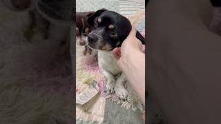Video preview image #1 Chihuahua-Unknown Mix Puppy For Sale in phoenix, AZ, USA