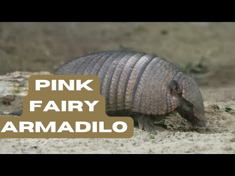 The Enchanting World of Pink Fairy Armadillos EP.06 #armadillo #wildwonder #pinkfairy