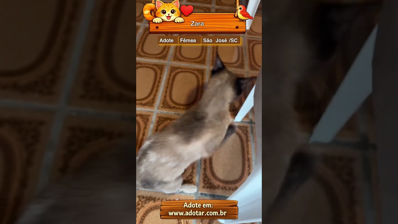 Gato raça SRD-ViraLata idade 3 anos nome Zara