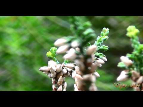 becixmat - Relax 2604 - Jarné kvety - 2K