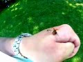 Ladybug Flying Away - Frame by frame Slow Motion 48FPS